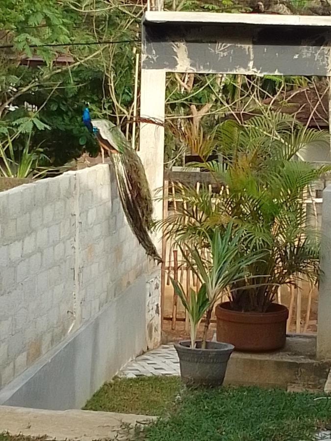Bed and Breakfast Peacock Garden à Tangalle Extérieur photo