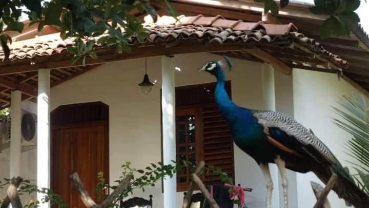 Bed and Breakfast Peacock Garden à Tangalle Extérieur photo